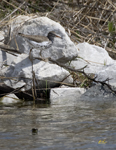 Spotted Sandpiper 0667